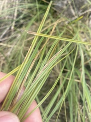 Carex tereticaulis