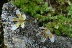 Saxifraga bryoides