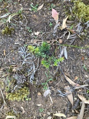 Wahlenbergia multicaulis