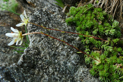 Saxifraga bryoides