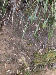 Wahlenbergia multicaulis