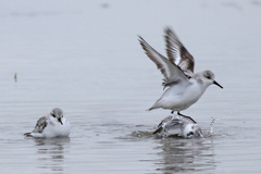 Calidris alba