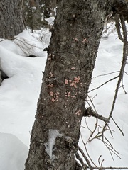 Aleurodiscus amorphus