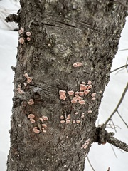 Aleurodiscus amorphus