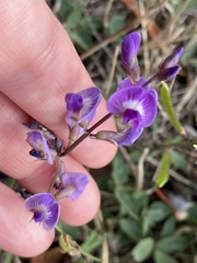 Glycine tabacina