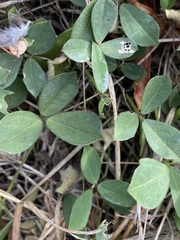 Glycine tabacina