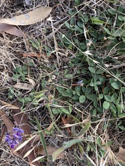 Glycine tabacina