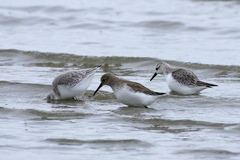Calidris alpina