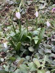 Galanthus woronowii
