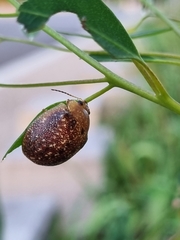 Paropsis variolosa