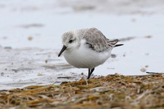Calidris alba