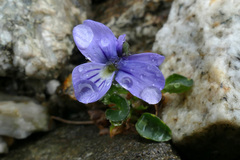 Viola argenteria