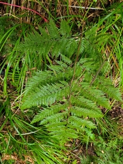 Leptolepia novae-zelandiae