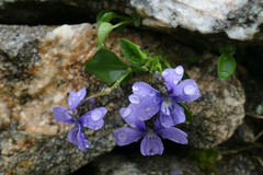 Viola argenteria