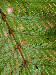 Leptolepia novae-zelandiae