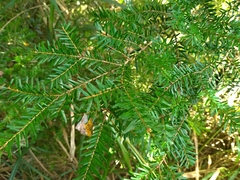 Tsuga chinensis