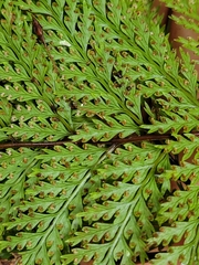 Leptolepia novae-zelandiae