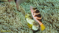 Canthigaster axiologus