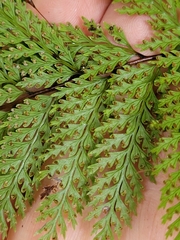 Leptolepia novae-zelandiae