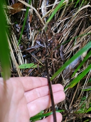 Leptolepia novae-zelandiae