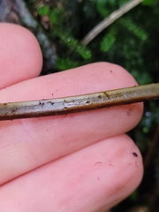 Leptolepia novae-zelandiae