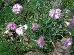 Dianthus plumarius