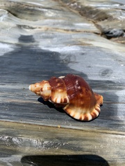 Ranella australasia