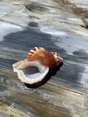 Ranella australasia