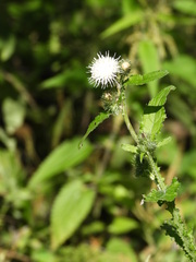 Carduus crispus