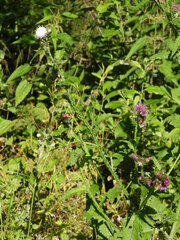 Carduus crispus