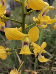 Eulophia speciosa