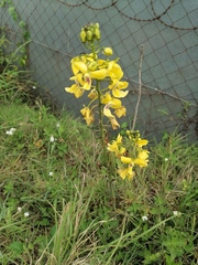 Eulophia speciosa