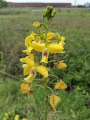 Eulophia speciosa