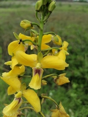 Eulophia speciosa