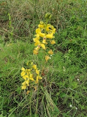 Eulophia speciosa