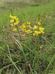 Eulophia speciosa