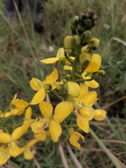 Eulophia speciosa