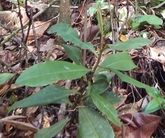Nepenthes ampullaria