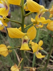 Eulophia speciosa