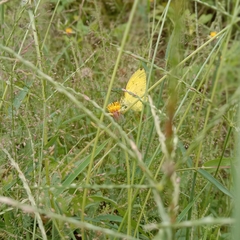 Eurema