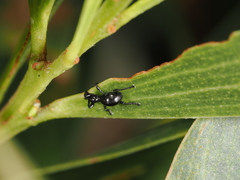 Rhynolaccus formicarius