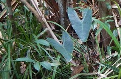 Alocasia longiloba