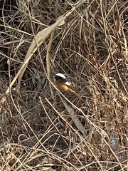 Phoenicurus auroreus