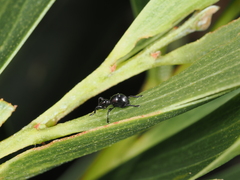 Rhynolaccus formicarius