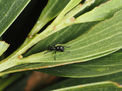 Rhynolaccus formicarius