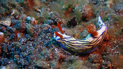 Hypselodoris zephyra