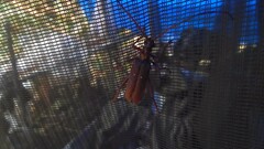 Dejanira quadripunctata