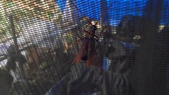 Dejanira quadripunctata