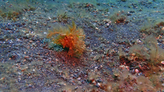 Pteroidichthys amboinensis