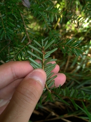 Tsuga chinensis